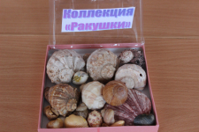 мини-коллекция ракушек